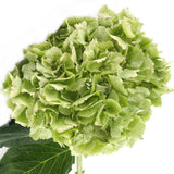 Hydrangeas Green Kiwi - BloomsyShop.com