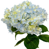 Hydrangeas Lavender Select - BloomsyShop.com