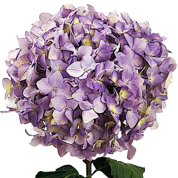 Hydrangeas Light Blue - BloomsyShop.com