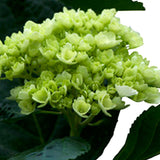 Hydrangeas Mini Green - BloomsyShop.com