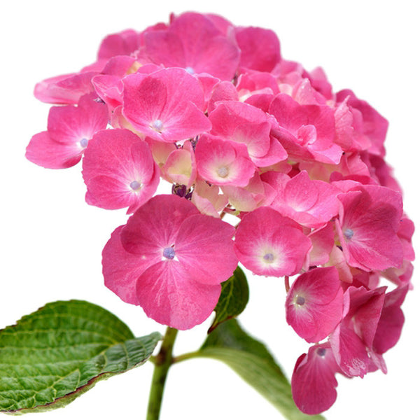 Hydrangeas Pink Select - BloomsyShop.com