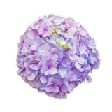 Hydrangeas Purple Select - BloomsyShop.com