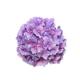 Hydrangeas Purple Select - BloomsyShop.com