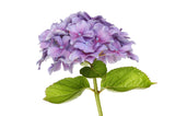 Hydrangeas Purple Select - BloomsyShop.com