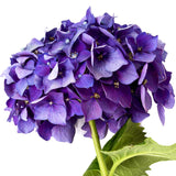 Hydrangeas Purple Select - BloomsyShop.com