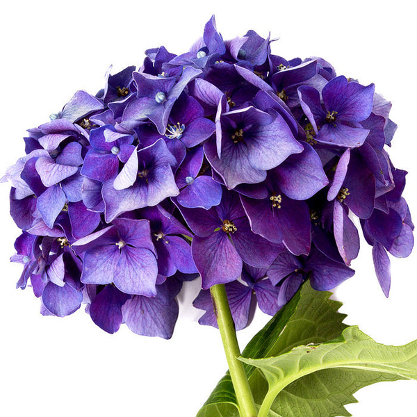 Hydrangeas Purple Select - BloomsyShop.com