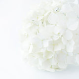 Hydrangeas White - BloomsyShop.com