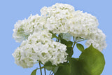 Hydrangeas White - BloomsyShop.com