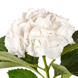 Hydrangeas White - BloomsyShop.com