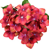 Hydrangeas Red Antique - BloomsyShop.com