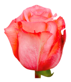 Roses Peach Imagination - BloomsyShop.com