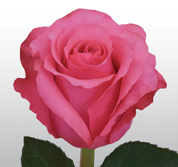 Roses Hot Pink Janeiro - BloomsyShop.com