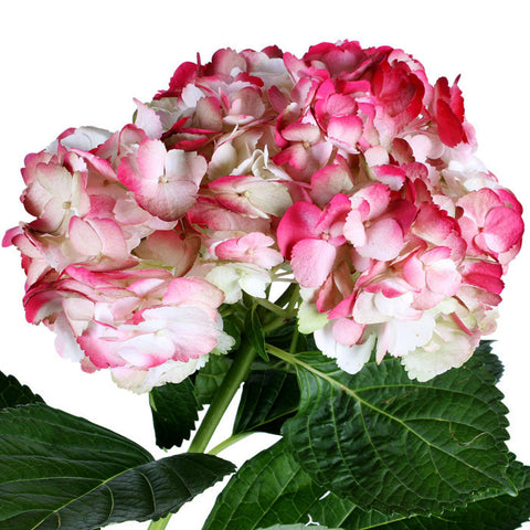 Hydrangea Airbrushed Kiwi Coral - BloomsyShop.com