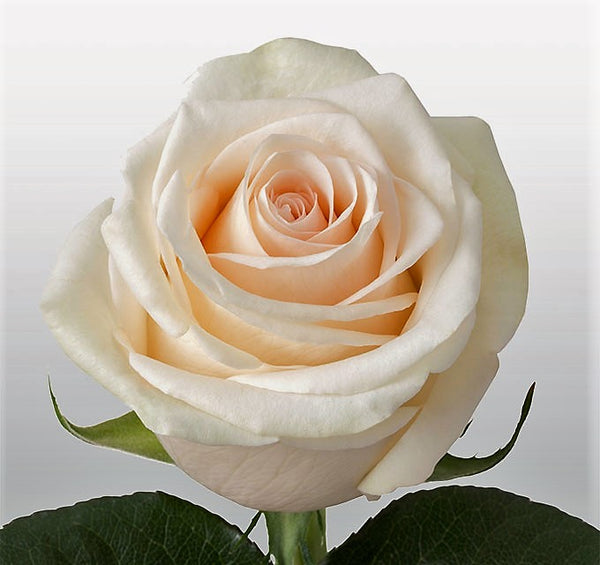 Roses Peach La Perla - BloomsyShop.com