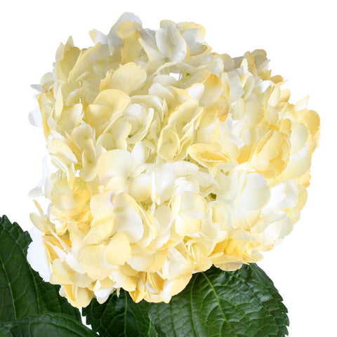Hydrangea Airbrushed Light Yellow - BloomsyShop.com