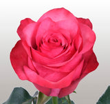 Roses Hot Pink Lola - BloomsyShop.com