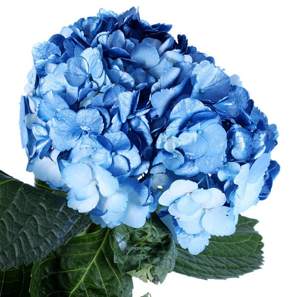 Hydrangea Airbrushed Metallic Blue - BloomsyShop.com