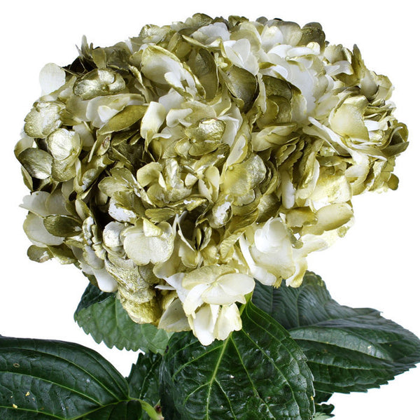 Hydrangea Airbrushed Metallic Green - BloomsyShop.com