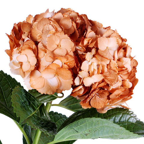 Hydrangea Airbrushed Metallic Orange - BloomsyShop.com