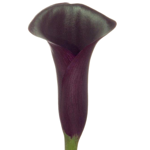 Mini Calla Dark Purple - BloomsyShop.com