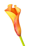 Mini Calla Orange - BloomsyShop.com