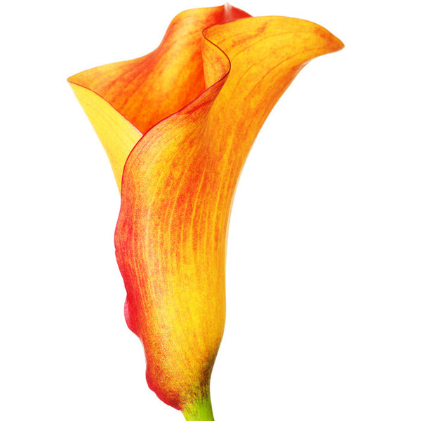 Mini Calla Orange - BloomsyShop.com