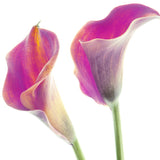 Mini Calla Pink - BloomsyShop.com