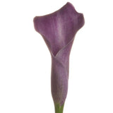 Mini Calla Purple - BloomsyShop.com