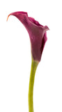 Mini Calla Red/Burgundy - BloomsyShop.com