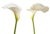 Mini Calla White - BloomsyShop.com
