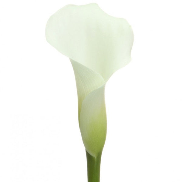 Mini Calla White - BloomsyShop.com