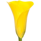 Mini Calla Yellow - BloomsyShop.com