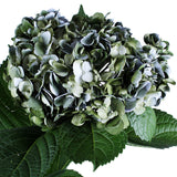 Hydrangea Airbrushed Nevada Green Tall - BloomsyShop.com