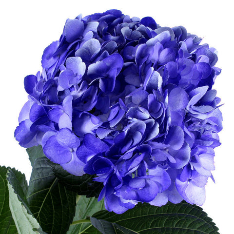 Hydrangea Airbrushed Morazul - BloomsyShop.com