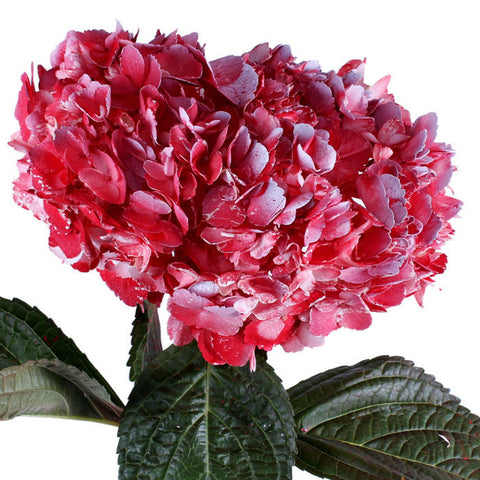 Hydrangea Airbrushed Red - BloomsyShop.com