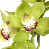 Cymbidium Orchids Green - BloomsyShop.com