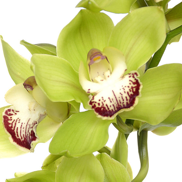 Cymbidium Orchids Green - BloomsyShop.com