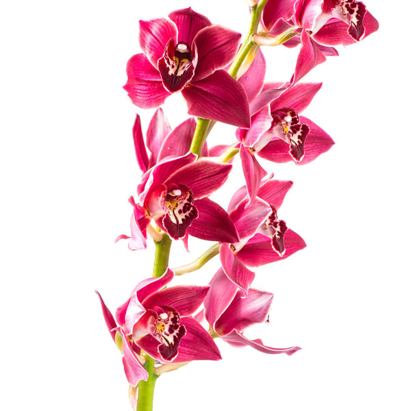 Cymbidium Orchids Hot Pink - BloomsyShop.com