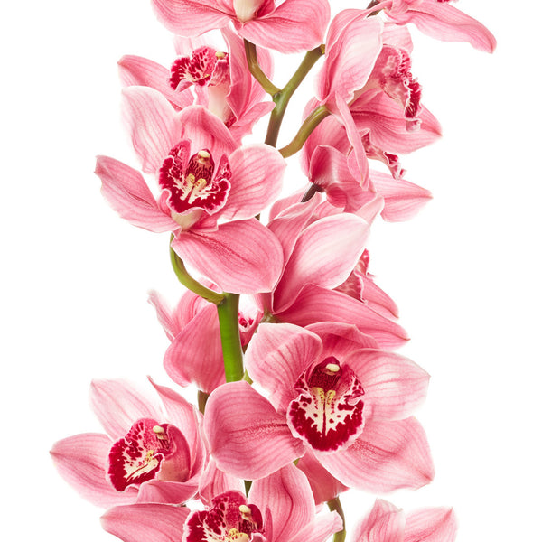 Cymbidium Orchids Pink - BloomsyShop.com