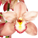 Cymbidium Orchids Pink - BloomsyShop.com