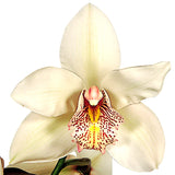 Cymbidium Orchid White - BloomsyShop.com