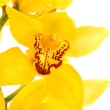 Cymbidium Orchids Yellow - BloomsyShop.com