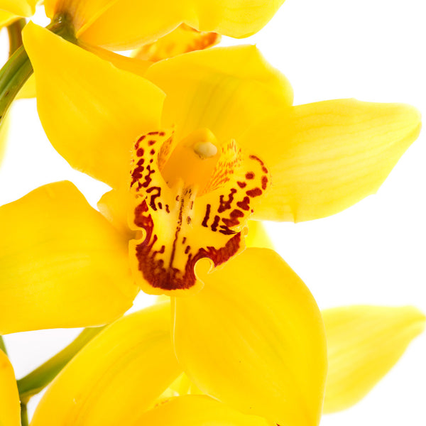 Cymbidium Orchids Yellow - BloomsyShop.com