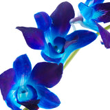 Dendrobium Orchids Blue - BloomsyShop.com