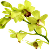 Dendrobium Orchids Green - BloomsyShop.com