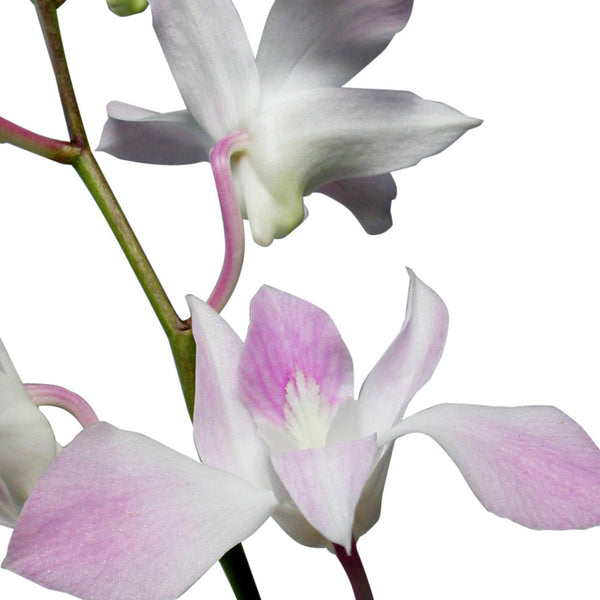 Dendrobium Orchids Light Pink - BloomsyShop.com