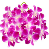 Dendrobium Orchids Bicolor Purple/White - BloomsyShop.com