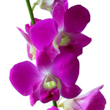Dendrobium Orchids Pink - BloomsyShop.com