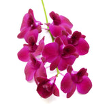 Dendrobium Orchids Purple - BloomsyShop.com