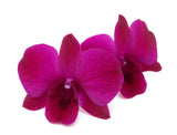 Dendrobium Orchids Purple - BloomsyShop.com